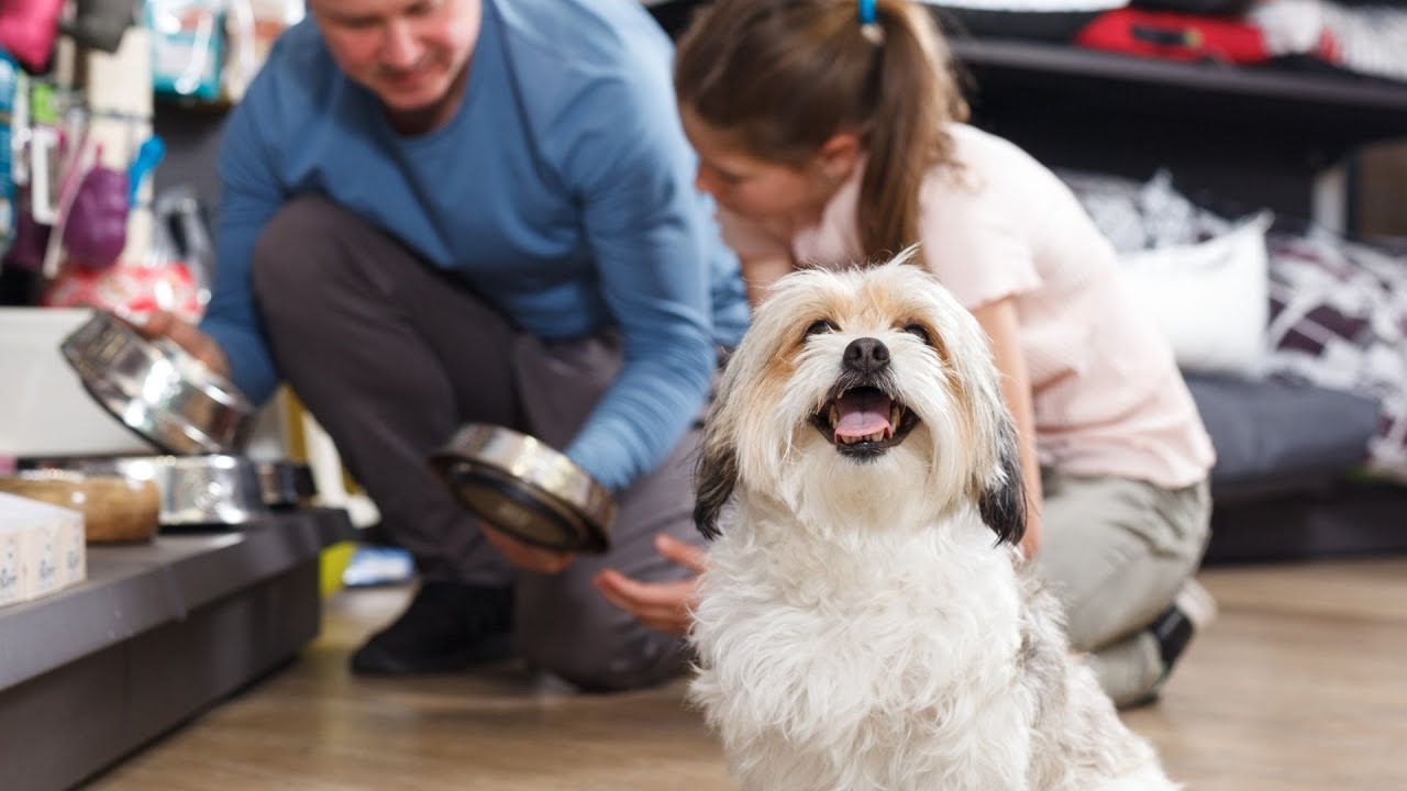 Havanese Health And Happiness Services North Richland Hills TX heading 3