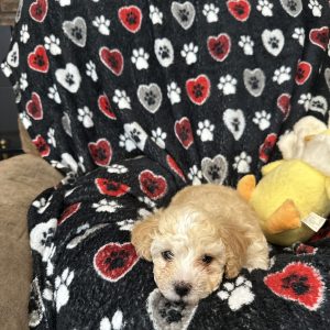A RoyAL Havanese Court