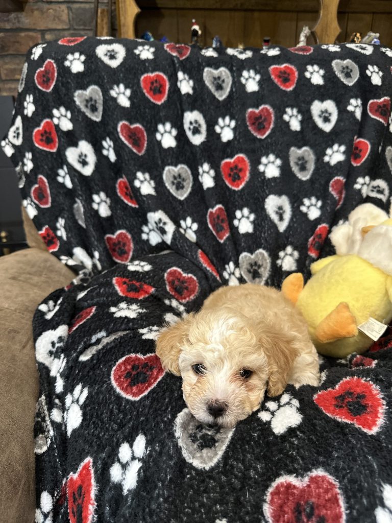 A RoyAL Havanese Court