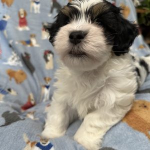 A RoyAL Havanese Court