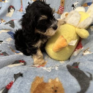 A RoyAL Havanese Court