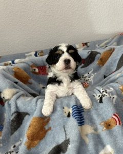 A Royal Havanese Court