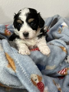 A Royal Havanese Court