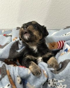 A Royal Havanese Court
