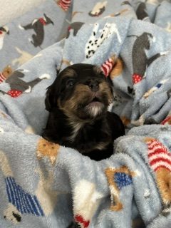 A Royal Havanese Court