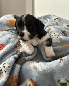 A Royal Havanese Court