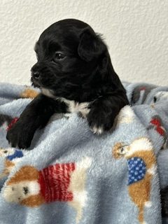 A Royal Havanese Court