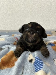 A Royal Havanese Court