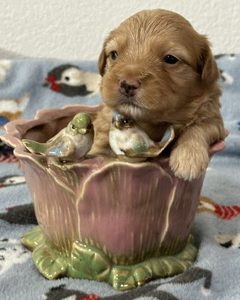 A RoyAL Havanese Court