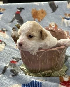 A RoyAL Havanese Court