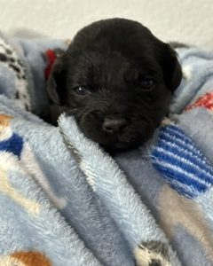 A Royal Havanese Court