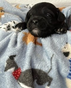 A RoyAL Havanese Court