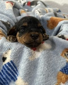A RoyAL Havanese Court