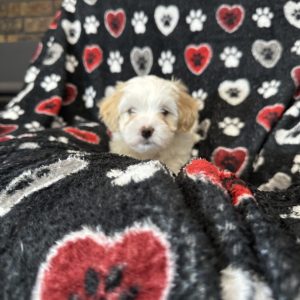 A RoyAL Havanese Court