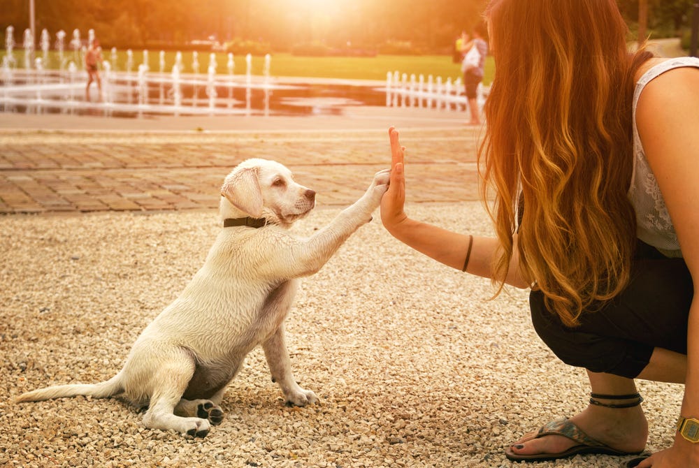 Lifetime Support for Every Puppy Owner