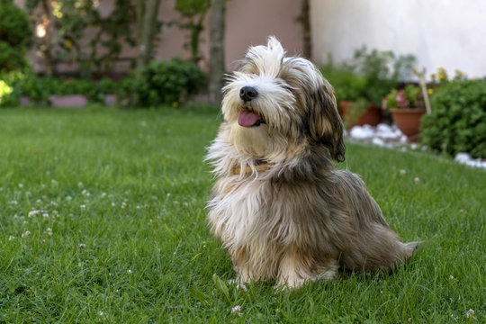 Welcome to A Royal Havanese Court Heading 2