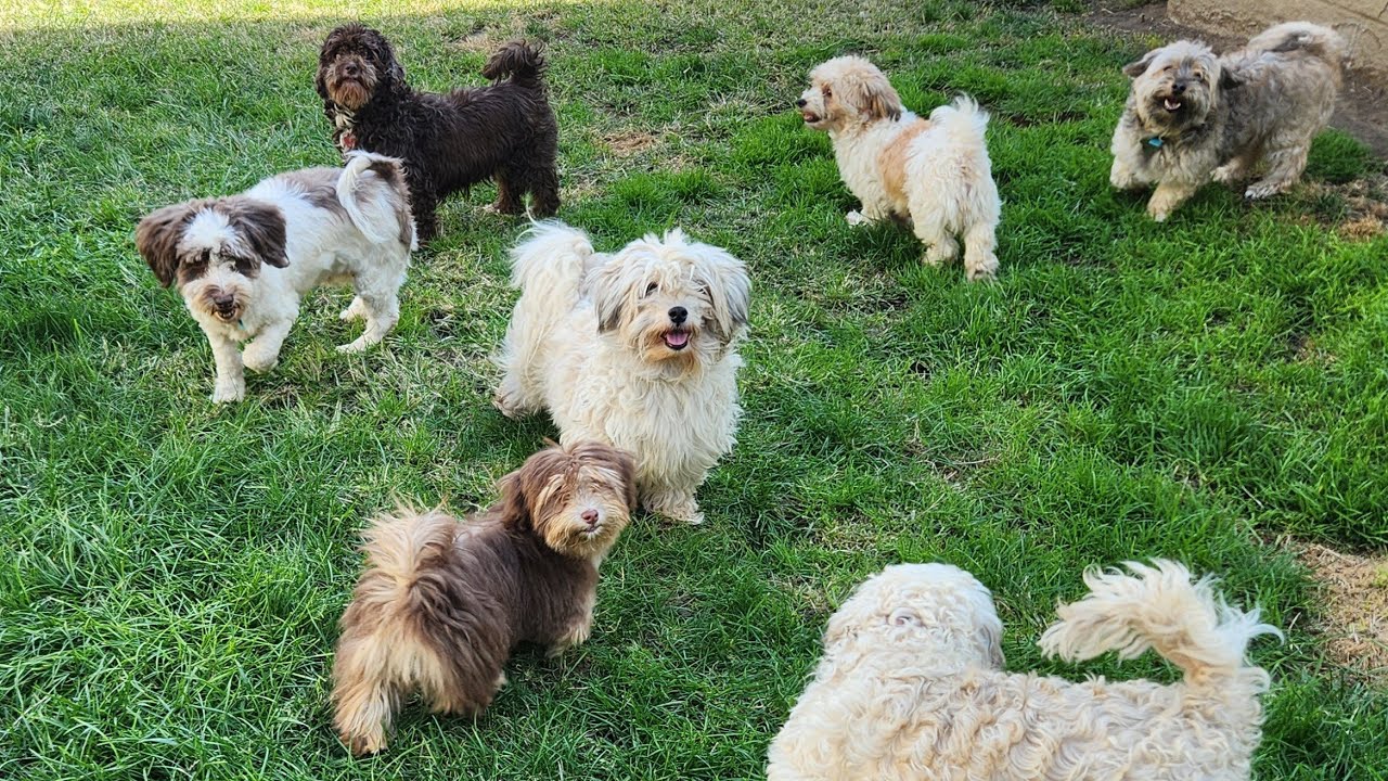 Why Families Choose A Royal Havanese Court